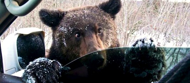 The Hog Ring - Auto Upholstery Community - Toyota Sequoia Grizzly Bear Attack