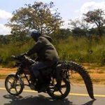 Auto Upholstery - The Hog Ring - Alligator Motorcycle Seat