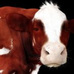 Auto Upholstery - The Hog Ring - Cow Pelt Fur
