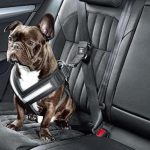Auto Upholstery - The Hog Ring - Skoda Dog Seat Belt