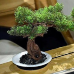 The Hog Ring - GAC Motor Debuts Onboard Bonsai Tree