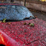 The Hog Ring - How to Clean Bird Crap Off Auto Upholstery