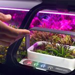 The Hog Ring - Rinspeed's In-Cabin Garden still a Mystery