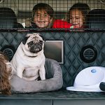 The Hog Ring - The Nissan X-Trail is the Ultimate Car for Dogs