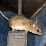 Don't Let Mice Ruin Your Car Upholstery