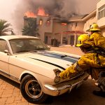 The Hog Ring - Help Trimmers Impacted by Wildfires
