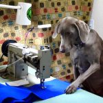 The Hog Ring - Submit a Photo for Keyston Bros 2022 Shop Dog Calendar