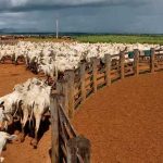 The Hog Ring - ILM Responds to NYT Report on Leather and Deforestation