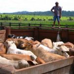 The Hog Ring - US Demand for Auto Leather is Killing the Amazon