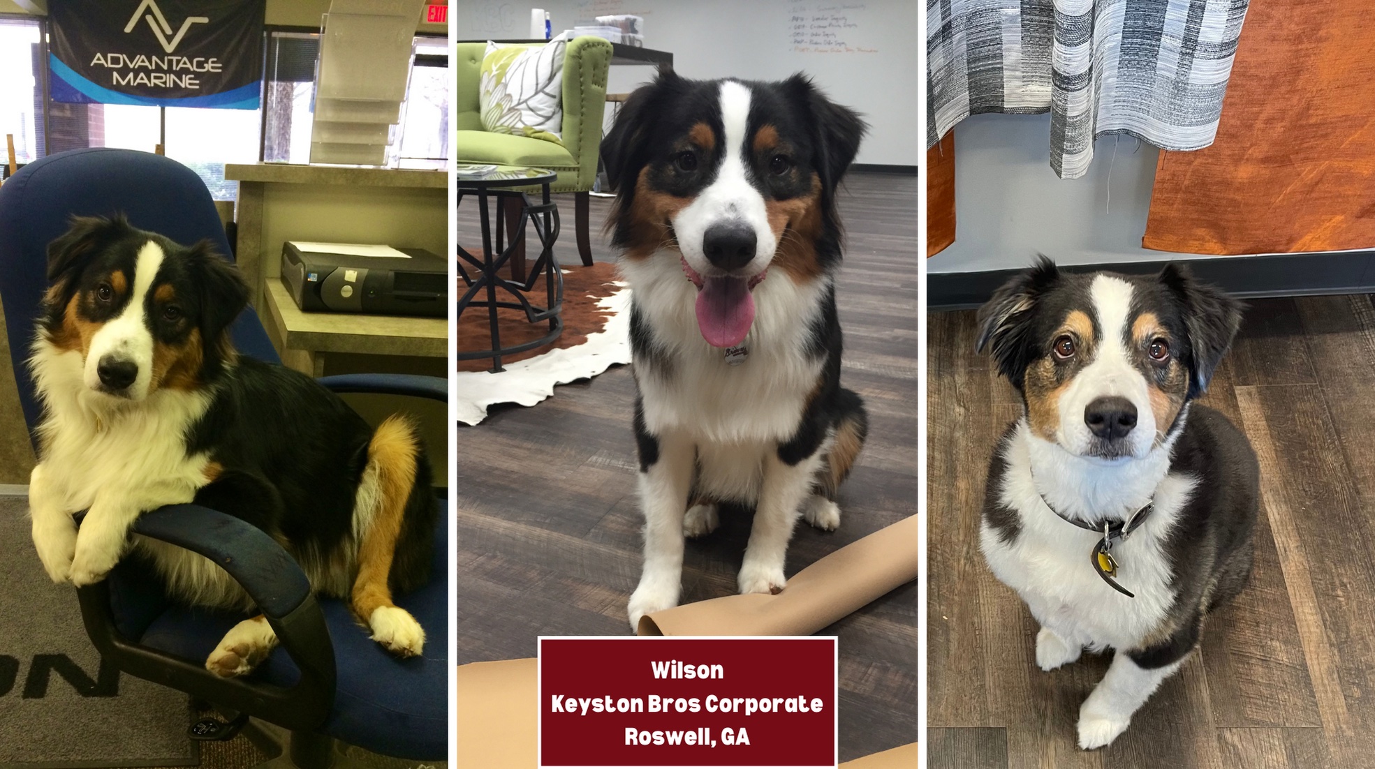 The Hog Ring - Submit a Photo for Keyston’s 2024 Shop Dog Calendar