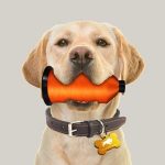 The Hog Ring - Submit a Photo for Keyston’s 2025 Shop Dog Calendar