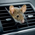 The Hog Ring - How to Prevent Mice from Living in Your Clients' Cars