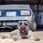 The Hog Ring - Keyston Bros Unveils 2026 Shop Dog Calendar Winners!