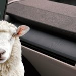 The Hog Ring - Volvo Wants to Put Wool Upholstery in Every New Model